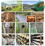 ORGANIC 8 MUSHROOM POWDER - Image 4